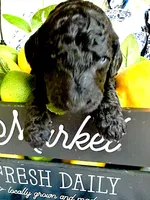 Finn's Huckleberry, a male Goldendoodle for sale in Buda, TX – 2 of 4