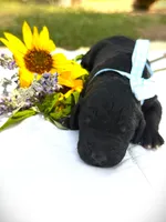 Finn's Huckleberry, a male Goldendoodle for sale in Buda, TX – 3 of 4