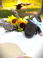 Beau’s Black Eyed Pea, a male Goldendoodle for sale in Buda, TX – 4 of 4