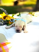 Cash’s High Cotton, a male Goldendoodle for sale in Buda, TX – 4 of 4