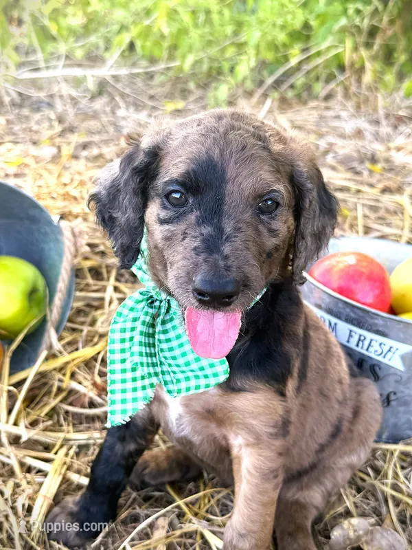 Wilma’s Whiskey in a Teacup – Goldendoodle puppy for sale in Buda, TX