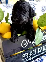 Betty Jo’s Bless Her Heart, a female Goldendoodle for sale in Buda, TX – 3 of 5