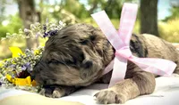 Wilma’s Whiskey in a Teacup, a female Goldendoodle for sale in Buda, TX – 4 of 4