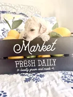 Cash’s High Cotton, a male Goldendoodle for sale in Buda, TX – 3 of 4
