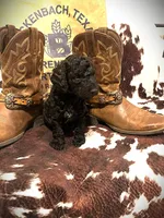 Finn's Huckleberry, a male Goldendoodle for sale in Buda, TX – 1 of 4