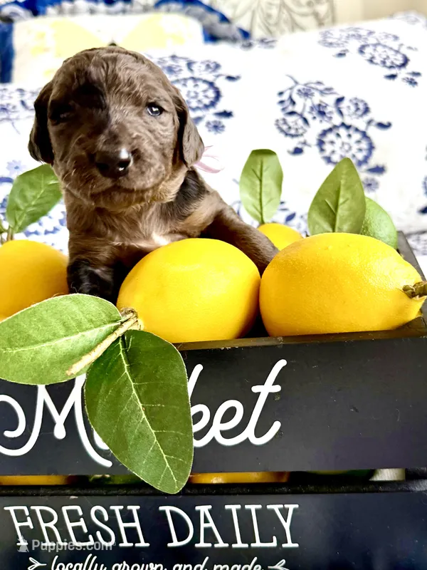 Wilma’s Whiskey in a Teacup – Goldendoodle puppy for sale in Buda, TX