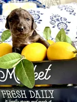 Wilma’s Whiskey in a Teacup, a female Goldendoodle for sale in Buda, TX – 1 of 4