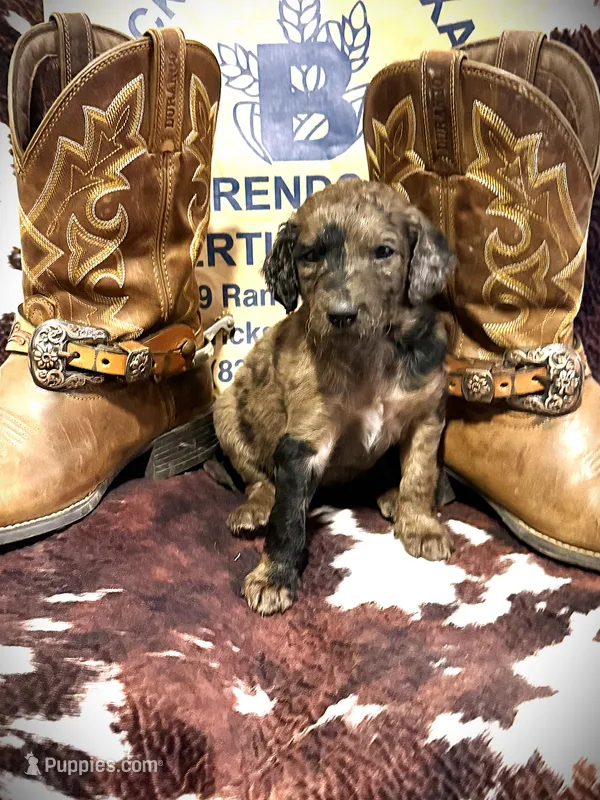 Wilma’s Whiskey in a Teacup – Goldendoodle puppy for sale in Buda, TX