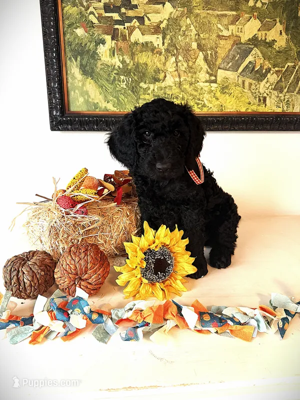 Betty Jo’s Bless Her Heart – Goldendoodle puppy for sale in Buda, TX