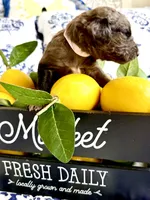 Wilma’s Whiskey in a Teacup, a female Goldendoodle for sale in Buda, TX – 2 of 4