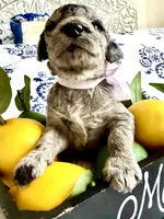 Daisy Mae’s Dumplin, a female Goldendoodle for sale in Buda, TX – 2 of 3
