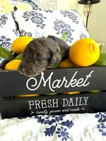 Gus Gimme Some Sugar, a male Goldendoodle for sale in Buda, TX – 2 of 5