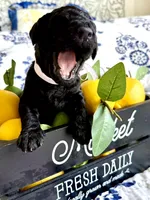Betty Jo’s Bless Her Heart, a female Goldendoodle for sale in Buda, TX – 4 of 5