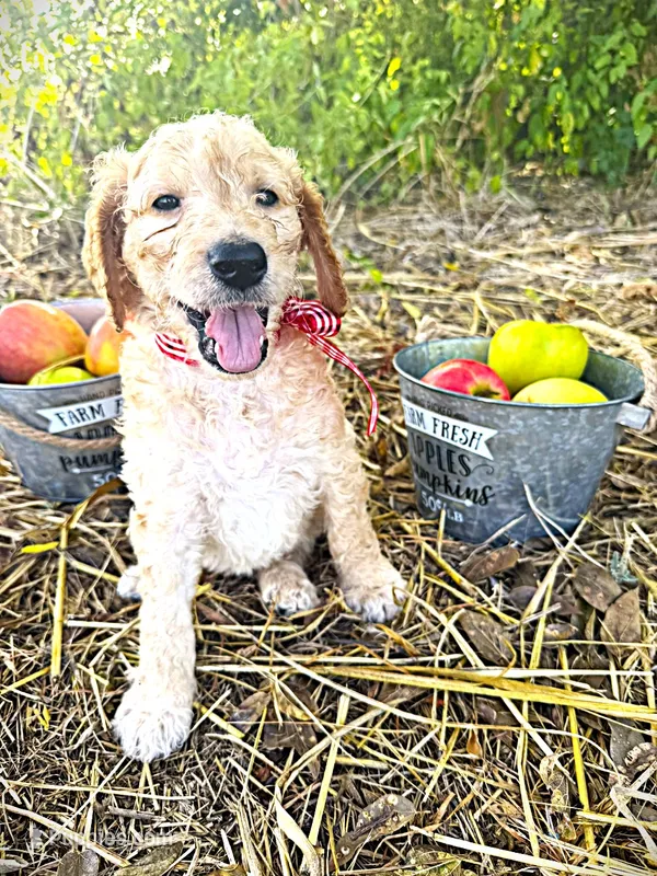 Bubba’s Butter My Biscuit – Goldendoodle puppy for sale in Buda, TX