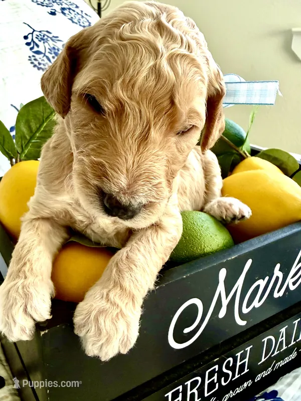 Bubba’s Butter My Biscuit – Goldendoodle puppy for sale in Buda, TX