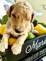 Bubba’s Butter My Biscuit, a male Goldendoodle for sale in Buda, TX – 1 of 4