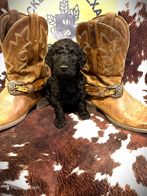 Betty Jo’s Bless Her Heart – Goldendoodle puppy for sale in Buda, TX