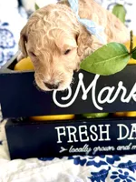 Bubba’s Butter My Biscuit, a male Goldendoodle for sale in Buda, TX – 4 of 4