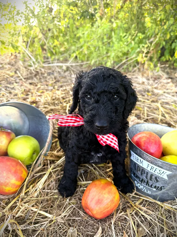 Finn's Huckleberry – Goldendoodle puppy for sale in Buda, TX