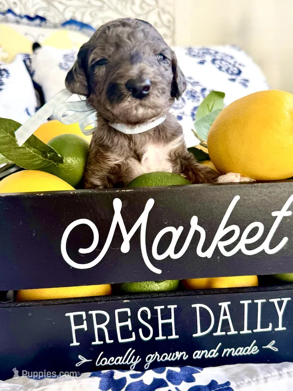 Beau’s Black Eyed Pea – Goldendoodle puppy for sale in Buda, TX