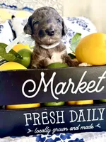 Beau’s Black Eyed Pea, a male Goldendoodle for sale in Buda, TX – 1 of 4