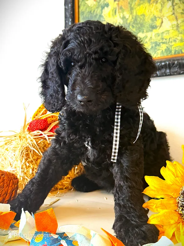 Finn's Huckleberry – Goldendoodle puppy for sale in Buda, TX