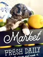 Beau’s Black Eyed Pea, a male Goldendoodle for sale in Buda, TX – 3 of 4
