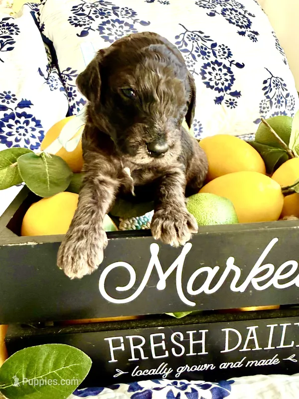 Gus Gimme Some Sugar – Goldendoodle puppy for sale in Buda, TX
