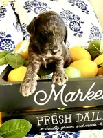 Gus Gimme Some Sugar, a male Goldendoodle for sale in Buda, TX – 1 of 3