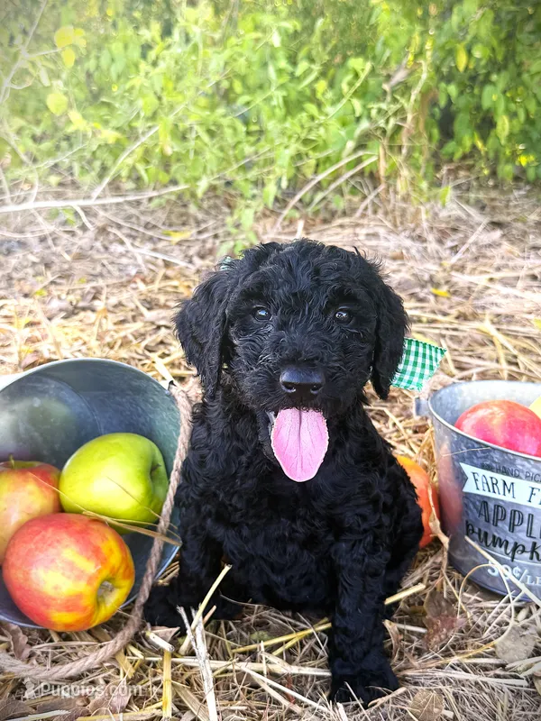 Betty Jo’s Bless Her Heart – Goldendoodle puppy for sale in Buda, TX