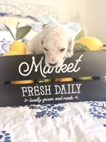 Cash’s High Cotton, a male Goldendoodle for sale in Buda, TX – 2 of 4