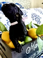 Betty Jo’s Bless Her Heart, a female Goldendoodle for sale in Buda, TX – 5 of 5