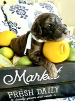 Gus Gimme Some Sugar, a male Goldendoodle for sale in Buda, TX – 2 of 3