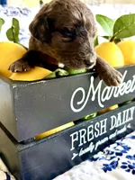 Wilma’s Whiskey in a Teacup, a female Goldendoodle for sale in Buda, TX – 3 of 4