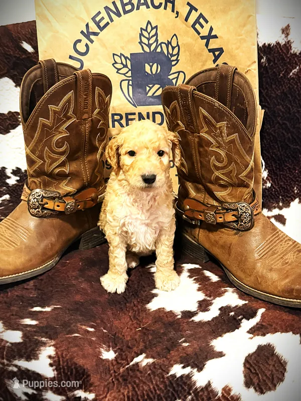Bubba’s Butter My Biscuit – Goldendoodle puppy for sale in Buda, TX