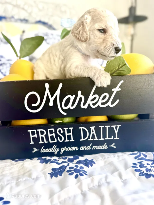 Cash’s High Cotton – Goldendoodle puppy for sale in Buda, TX