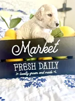 Cash’s High Cotton, a male Goldendoodle for sale in Buda, TX – 1 of 4