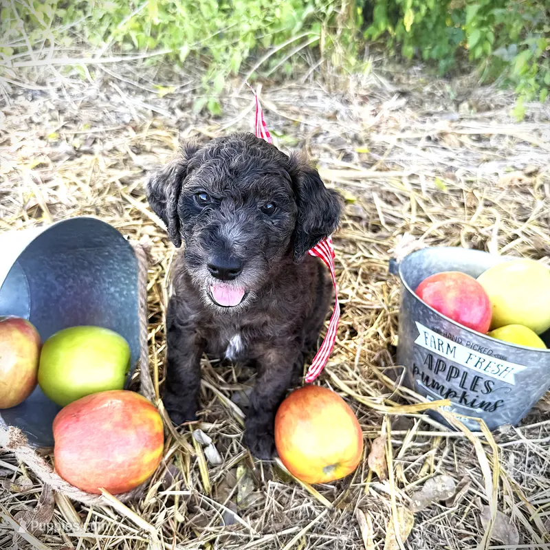 Gus Gimme Some Sugar – Goldendoodle puppy for sale in Buda, TX