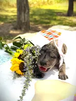 Daisy Mae’s Dumplin, a female Goldendoodle for sale in Buda, TX – 3 of 3