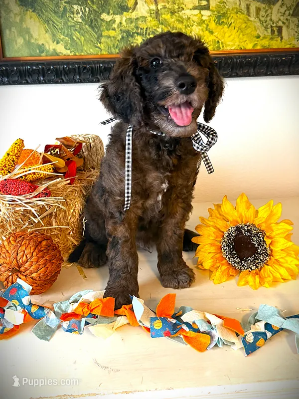Gus Gimme Some Sugar – Goldendoodle puppy for sale in Buda, TX