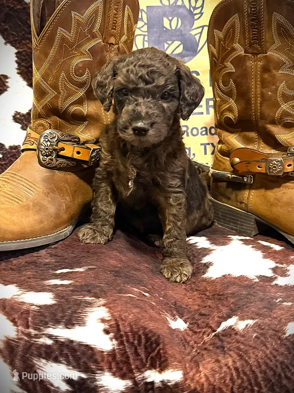 Gus Gimme Some Sugar – Goldendoodle puppy for sale in Buda, TX