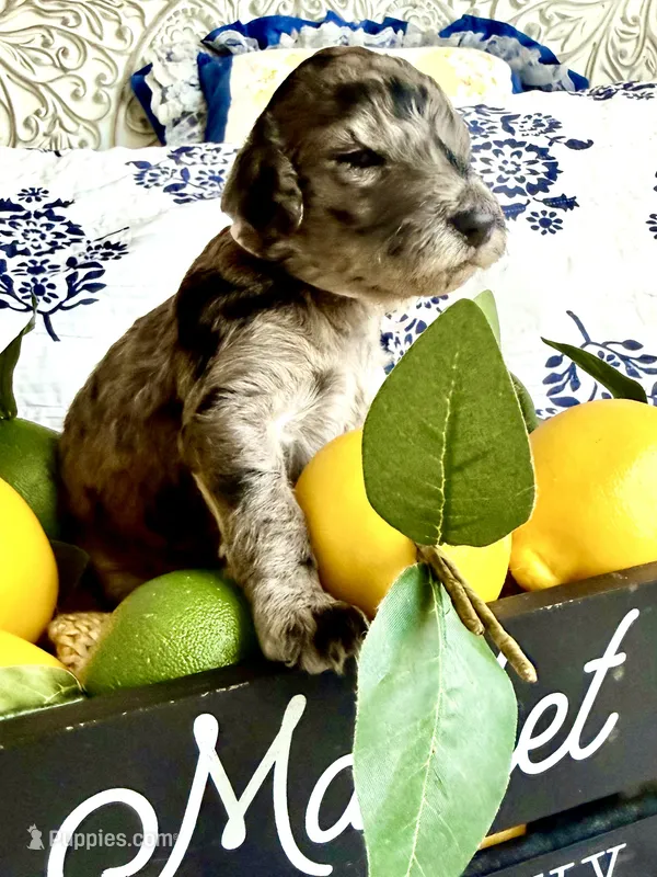 Daisy Mae’s Dumplin – Goldendoodle puppy for sale in Buda, TX