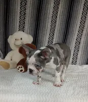 Hailey, a female French Bulldog for sale in Sugarcreek, OH – Photo 2 of 5