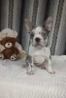 Hailey, a female French Bulldog for sale in Sugarcreek, OH – Photo 1 of 5