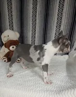 Hailey, a female French Bulldog for sale in Sugarcreek, OH – Photo 3 of 5