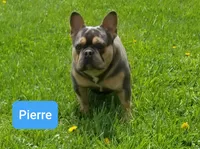 Pierre, a male French Bulldog for sale in Sugarcreek, OH – Photo 1 of 2