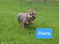Pierre, a male French Bulldog for sale in Sugarcreek, OH – Photo 2 of 2