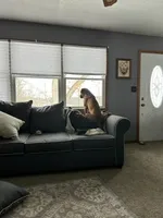 Odie , a male Boxer for sale in Sugarcreek, OH – Photo 5 of 5