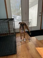 Odie , a male Boxer for sale in Sugarcreek, OH – Photo 4 of 5