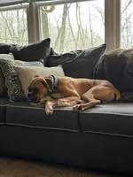 Odie , a male Boxer for sale in Sugarcreek, OH – Photo 3 of 5